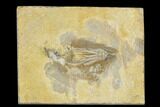 Fossil Crinoid (Aphelecrinus) - Alabama #114391-1